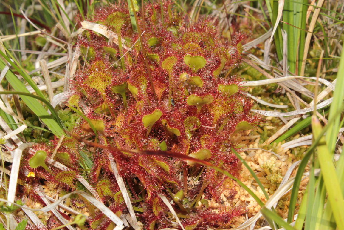 Drosera rotundifolia L.